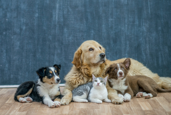 a cat and three dogs lying on the floor